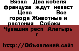  Вязка ! Два кобеля француза ,ждут  невест.. › Цена ­ 11 000 - Все города Животные и растения » Собаки   . Чувашия респ.,Алатырь г.